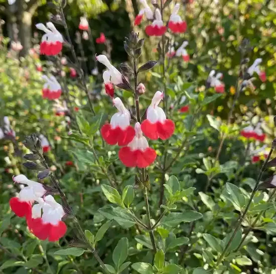 Sauge "hot lips"