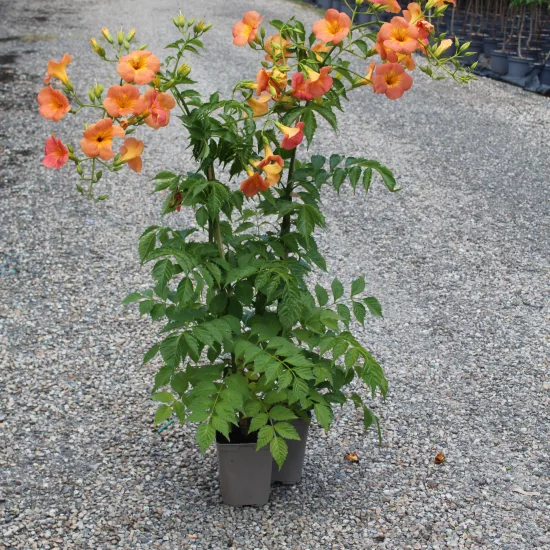 Bignone à grandes fleurs