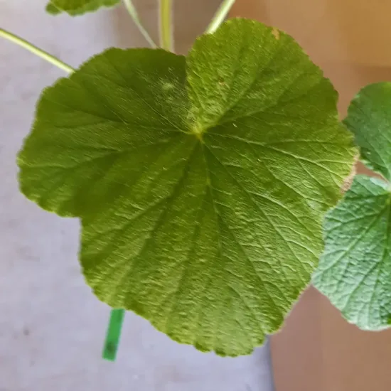 Géranium au parfum de citron ' '