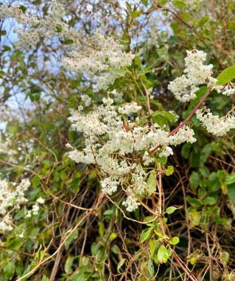Dentelaire du Cap 'alba'