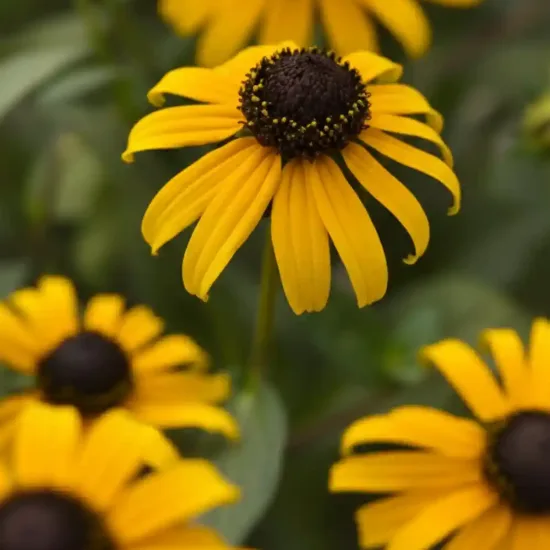 Rudbeckia 'Goldblitz'