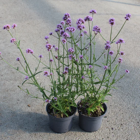 Verveine de buenos-aires 'Purple tower'