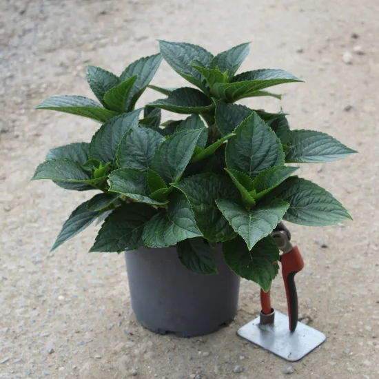 Hortensia 'Rouge'