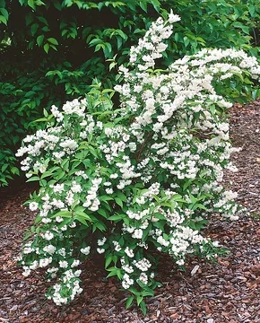 Deutzie 'Pride of rochester'