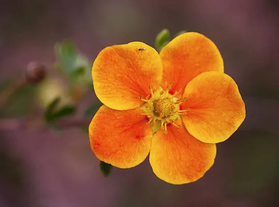 Potentille 'Hopley s orange'