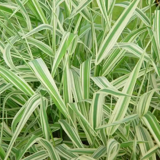 Ruban de bergère panaché 'Picta'