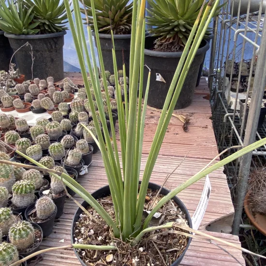 Agave à feuilles striées