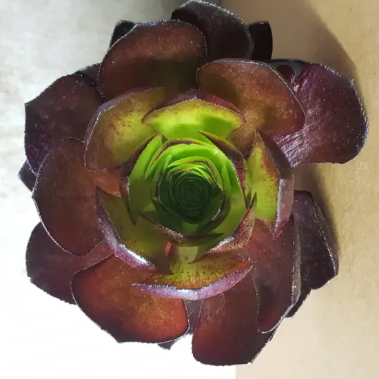 Semponium 'Vortex'