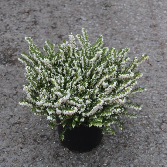 Bruyère 'Blanche'