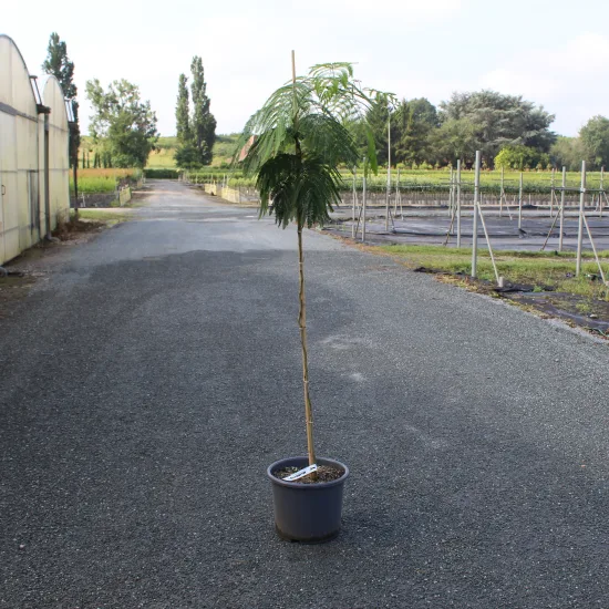 Arbre à soie 'Shidare'