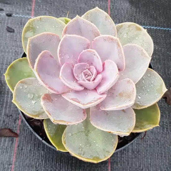 Echeveria 'Perle von nürnberg'