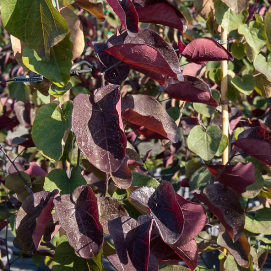 Gainier du canada 'Ace of spades'