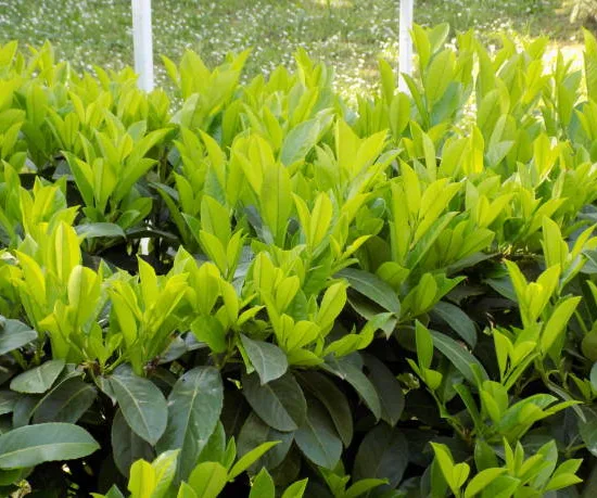 Laurier palme 'Caucasica darts'