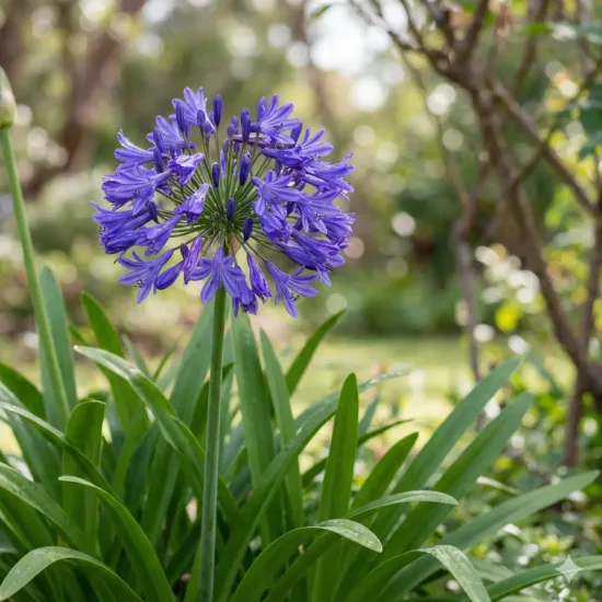 Agapanthe 'Heidy'