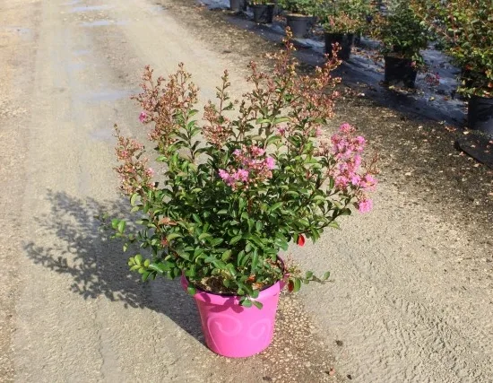 Lilas des indes 'Jeanne desmartis'