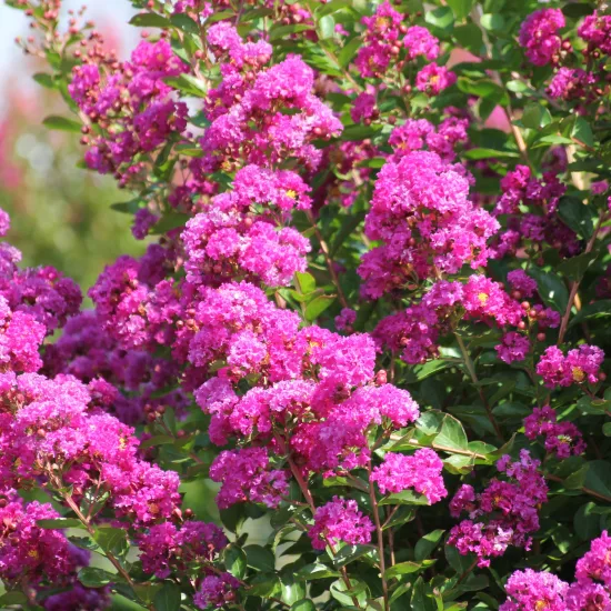 Lilas des indes 'Enduring fuchsia'