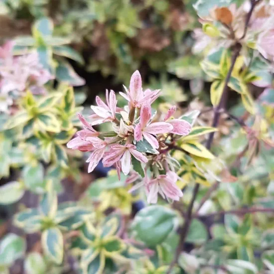 Abélia 'Stereden'