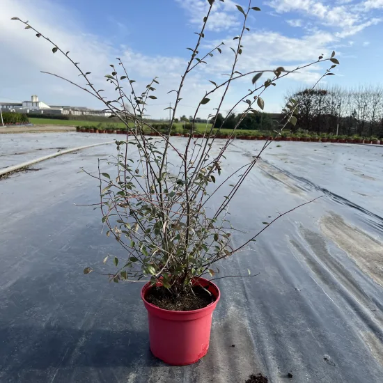 Cotonéaster de Franchet ou Cotonéastre de Franchet