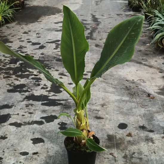 Bananier lotus d'or