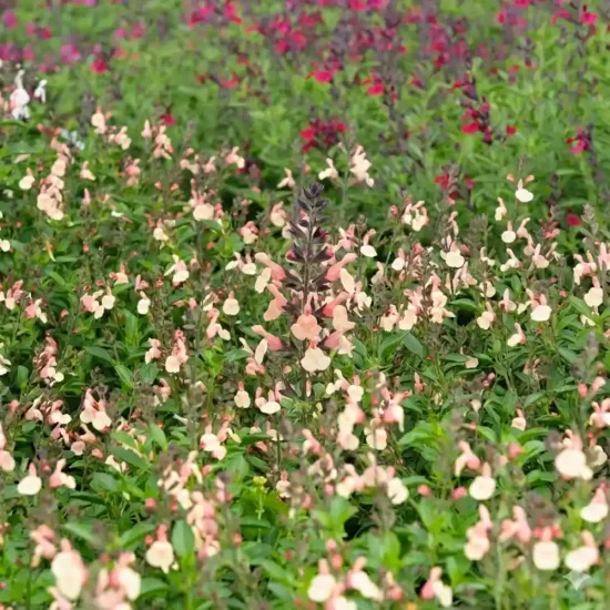 Sauge arbustive 'Kolmarigra'