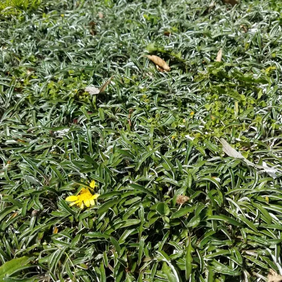 Dymondia repens