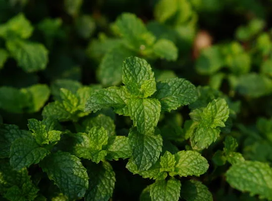 Menthe verte