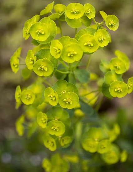 Euphorbia characias 'wulfenii'