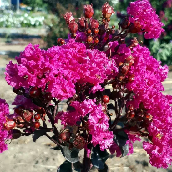 Lilas des indes 'Raspberry sorbet'