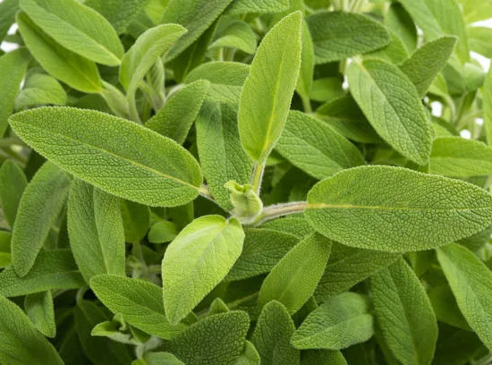 Sauge officinale