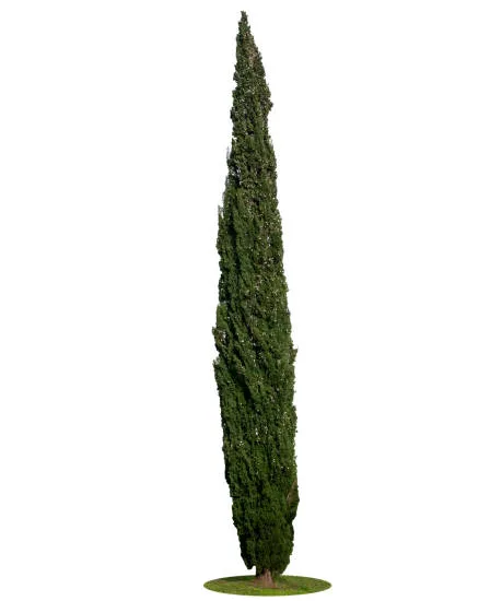 Cyprès d'italie 'Garda'
