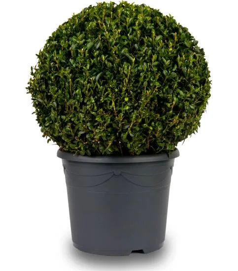 Houx crénelé nain 'Luxus globe'
