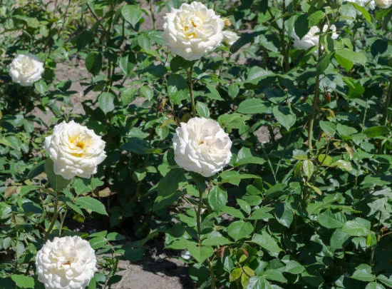 Rosier 'Alberic barbier '