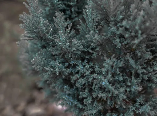 Cyprès de lawson 'Ellwoodii'