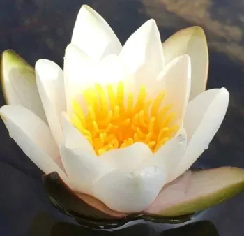 Nénuphar 'Snow princess'