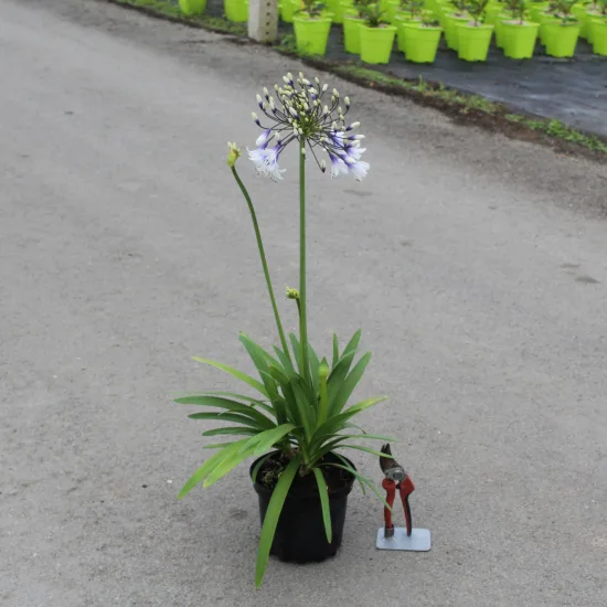 Agapanthe 'Fireworks'