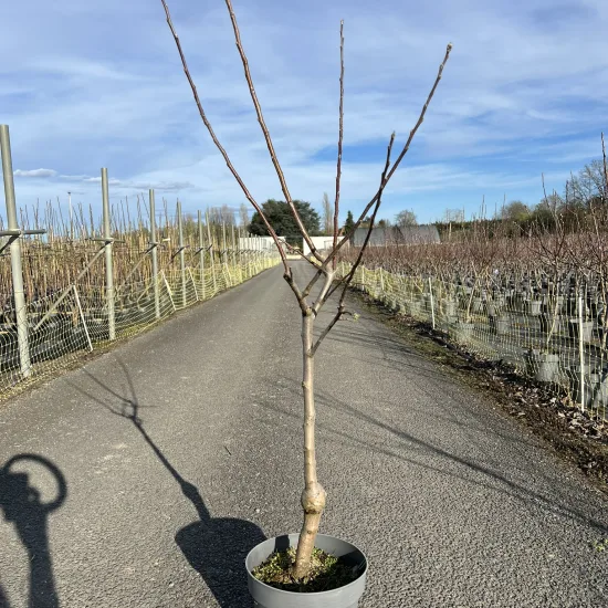 Pommier  'Granny smith'