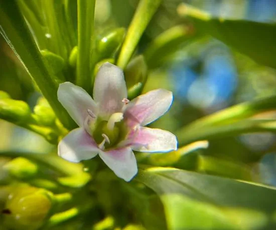 Myoporum parvifolium "Rose"