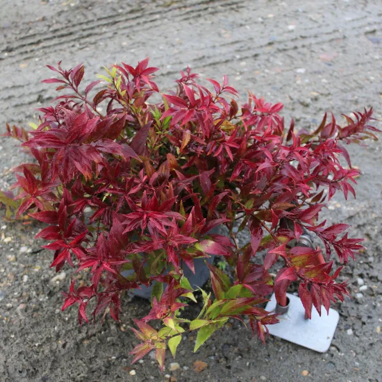 Deutzie grêle 'Nikko'