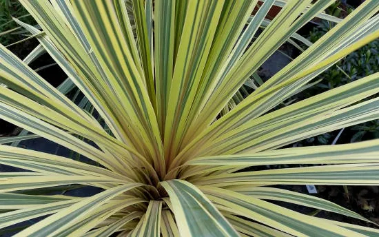 Cordyline 'Lime passion'