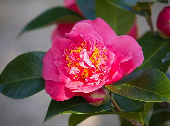 Camélia du japon 'Gay time rose'