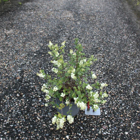 Symphorine 'Magical galaxy'