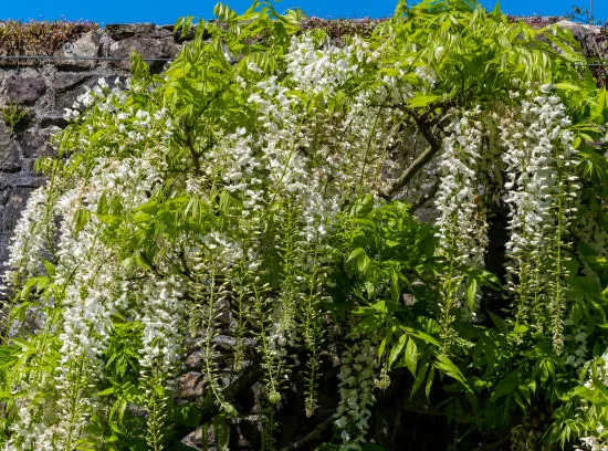 Glycine de chine 'Alba'