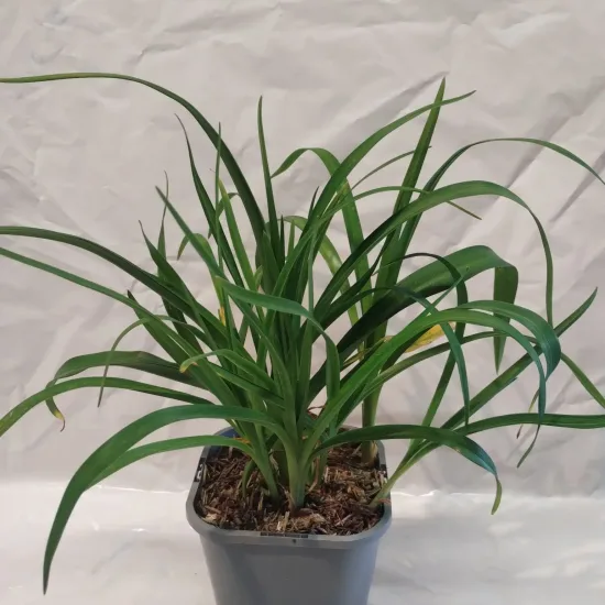 Hémérocalle 'Alan'