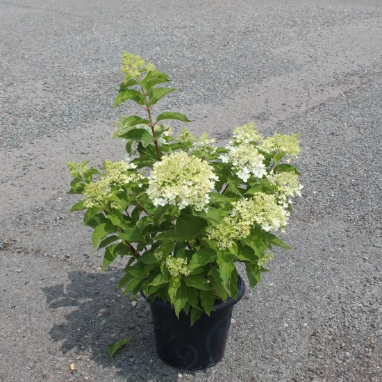 Hortensia paniculé 'Unique'