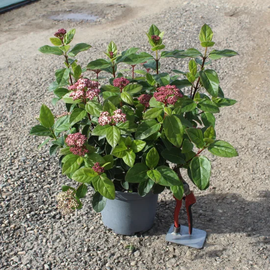 Viorne tin 'Lisarose'