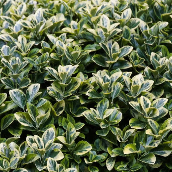 Fusain du japon 'Argenteomarginatus'