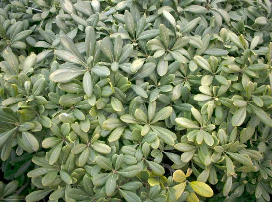 Pittospore 'Silver ball'