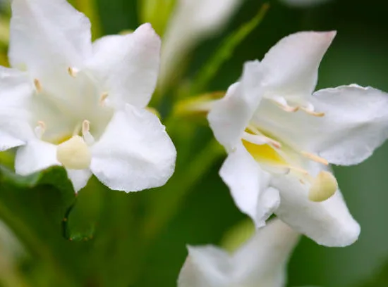 Weigelia 'Snowflake'