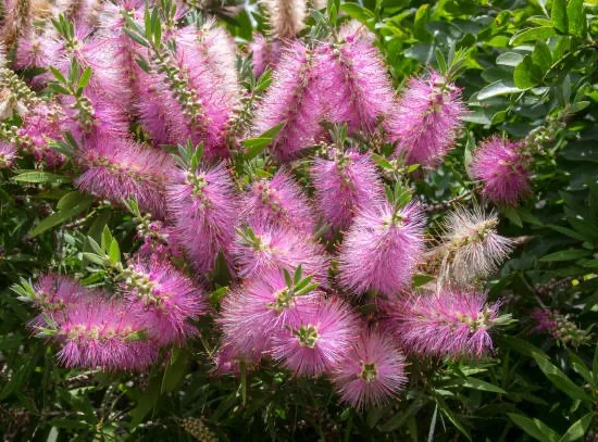 Rince-bouteille Violet