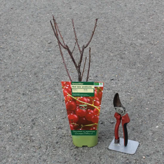 Groseillier à grappes 'Red lake rouge'